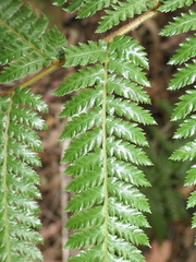 Dicksonia fibrosa