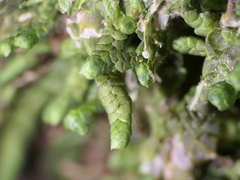 Spruceanthus olivaceus