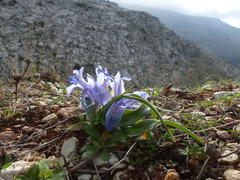Iris planifolia