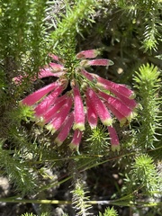 Erica densifolia