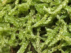 Weymouthia cochlearifolia