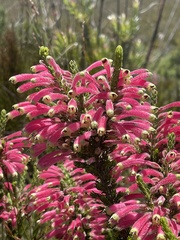 Erica densifolia