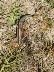 Oligosoma