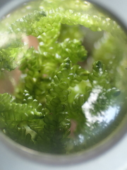 Weymouthia cochlearifolia