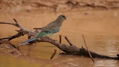 Psephotus varius