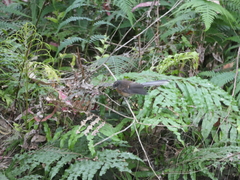 Rhipidura fuliginosa