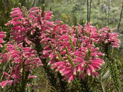 Erica densifolia