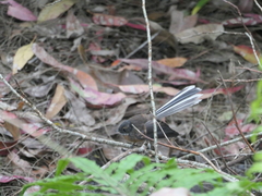 Rhipidura fuliginosa