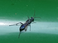 Chalybion bengalense