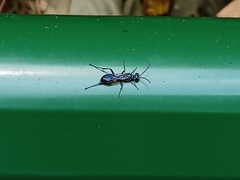 Chalybion bengalense