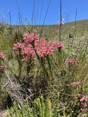 Erica densifolia