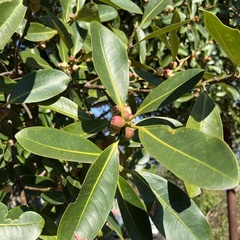Ficus obliqua obliqua