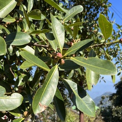 Ficus obliqua obliqua