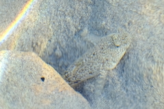Favonigobius lateralis