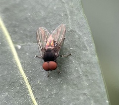 Lindneromyia