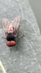 Lindneromyia