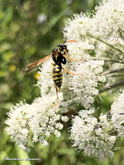Polistes dominula
