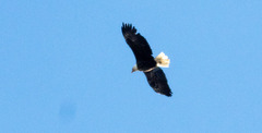 Haliaeetus leucocephalus
