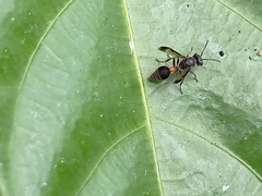 Ropalidia sumatrae