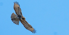 Buteo jamaicensis