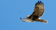 Buteo jamaicensis