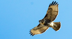 Buteo jamaicensis