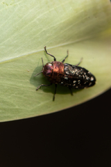 Diphucrania