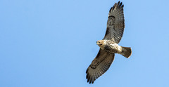 Buteo jamaicensis