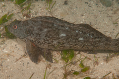 Aplodactylus lophodon