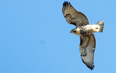 Buteo jamaicensis