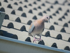 Streptopelia senegalensis senegalensis