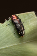 Diphucrania