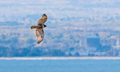 Buteo jamaicensis