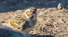 Calcarius lapponicus