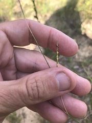 Schizachyrium tenerum