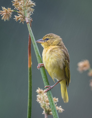 Ploceus castaneiceps