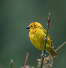 Ploceus castaneiceps