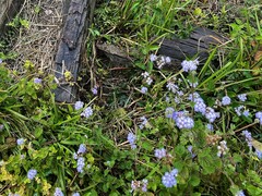 Ageratum houstonianum