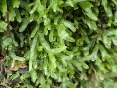 Symphyogyna hymenophyllum