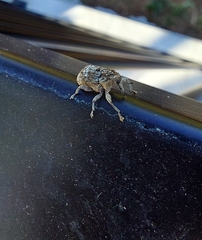 Eutyrhinus meditabundus