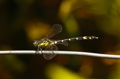 Austrogomphus amphiclitus