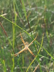 Argiope keyserlingi