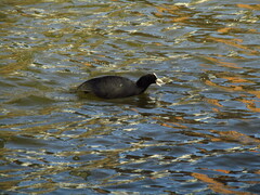 Fulica atra atra