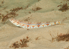 Synodus dermatogenys