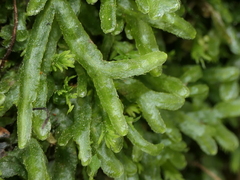 Symphyogyna hymenophyllum
