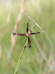 Argiope keyserlingi