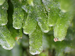 Symphyogyna hymenophyllum