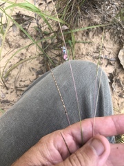 Schizachyrium tenerum