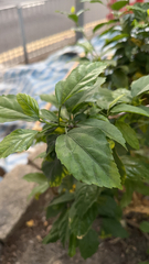 Hibiscus rosa-sinensis