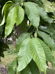Magnolia champaca